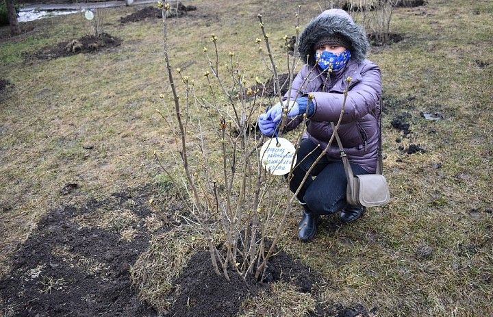 В Ленинском районе г. Уфы заложили аллею «Сирень Победы»