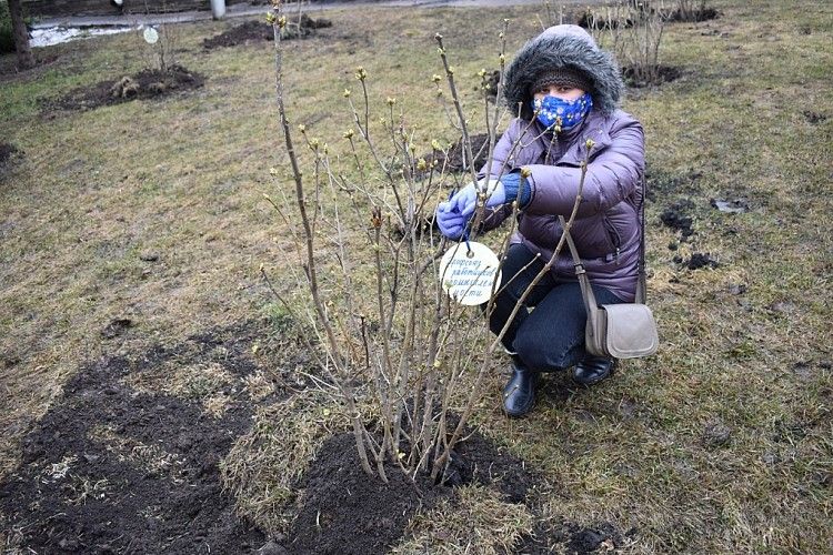 В Ленинском районе г. Уфы заложили аллею «Сирень Победы»