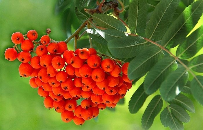 В парке им. Ивана Якутова пройдет акция «Аллея Победы»